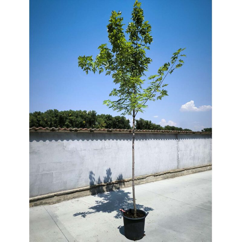 acer-saccharinum