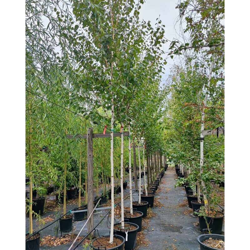 betula-utilis-jaquemontii
