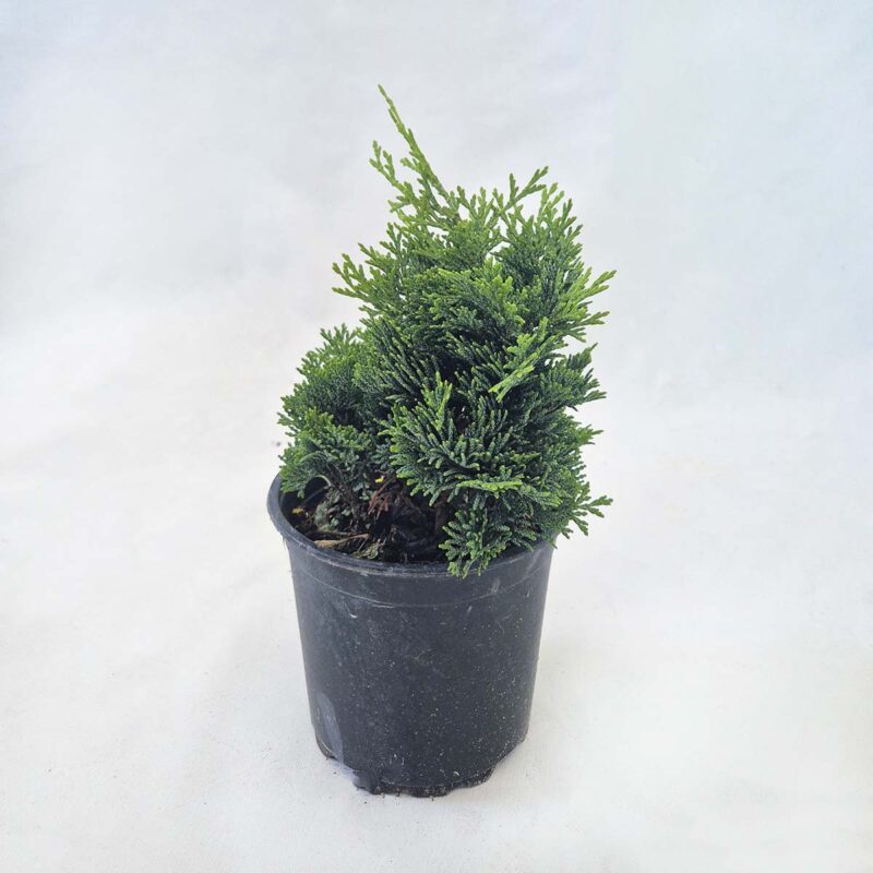 chamaecyparis-obtusa-nana-gracilis