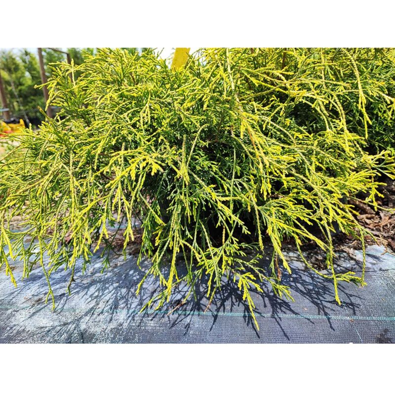 chamaecyparis-pisifera-sungold