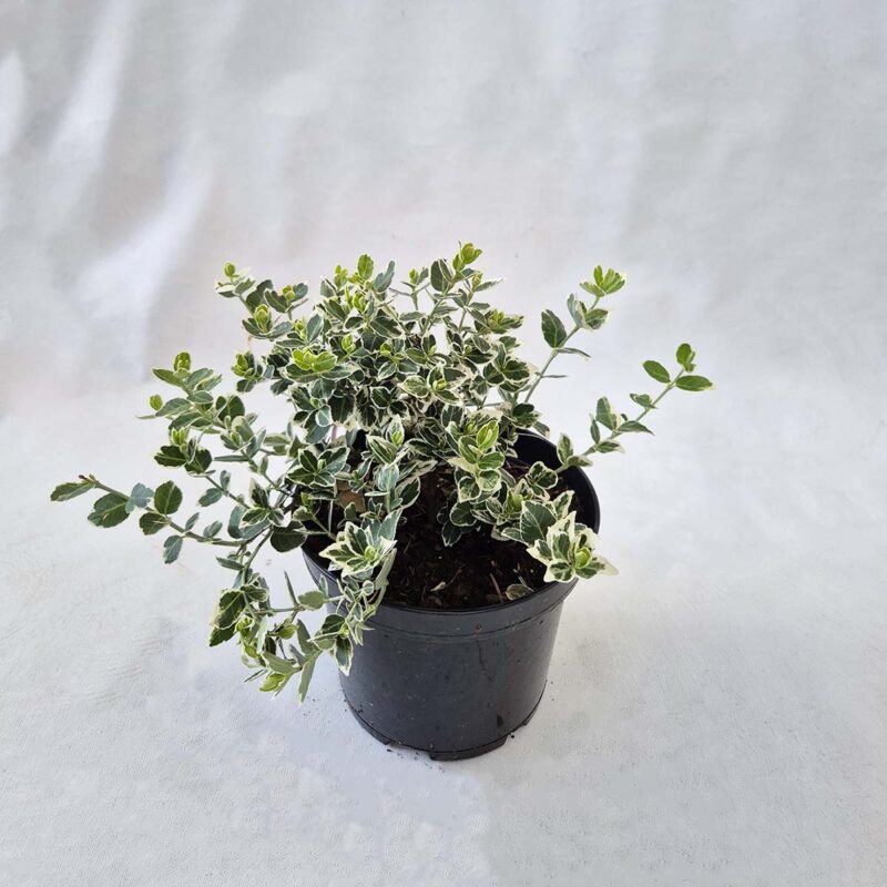 euonymus-fortunei-emerald-gaiety