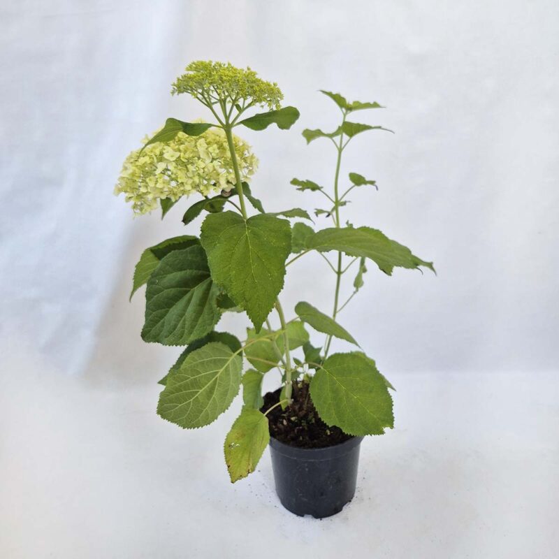 Hydrangea-arborescens-Annabelle