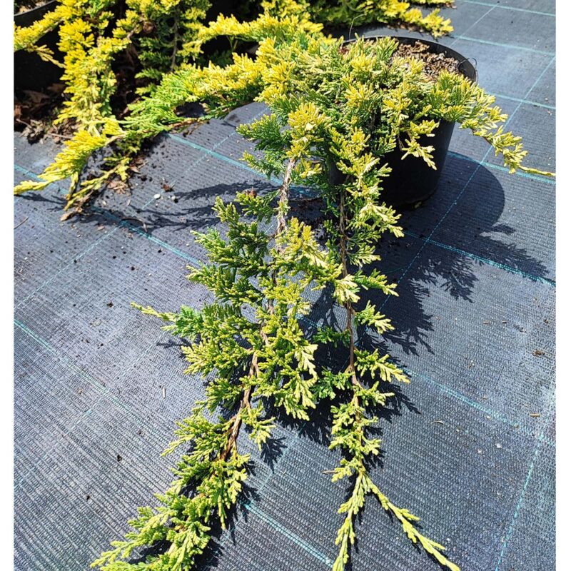 juniperus-golden-carpet