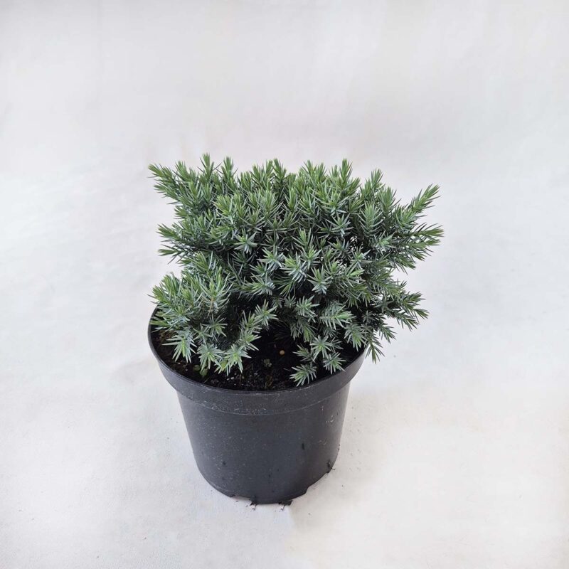 juniperus-squamata-blue-star