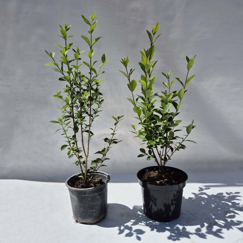 ligustrum-ovalifolium