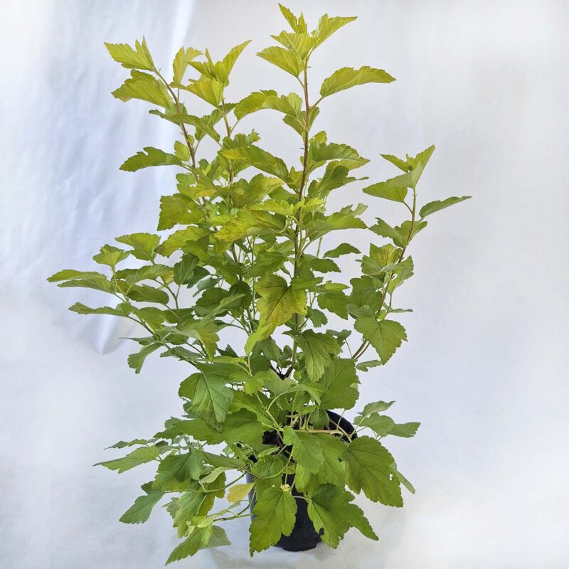 physocarpus-opulifolius-dart's-gold