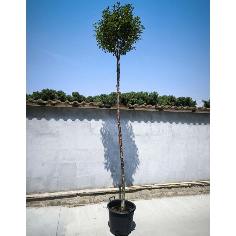 prunus-eminens-umbraculifera