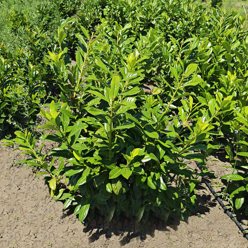 Prunus laurocerasus 'Novita'