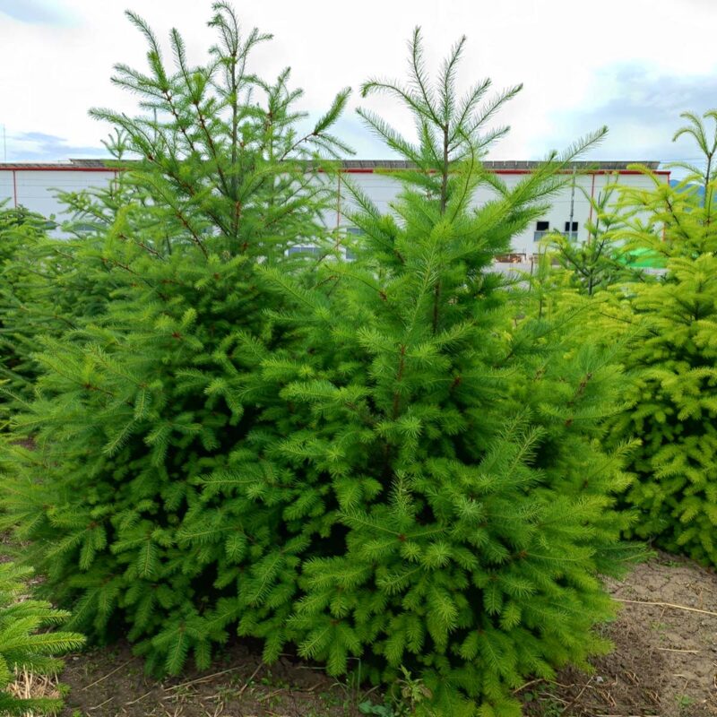 pseudotsuga-menziesii-glaucescens