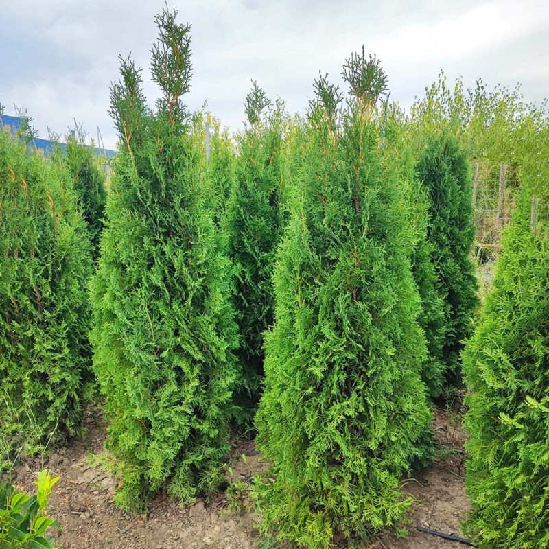 thuja-occidentalis-columna-fastigiata