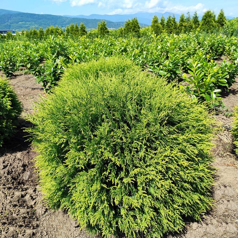 thuja-occidentalis-little-champion