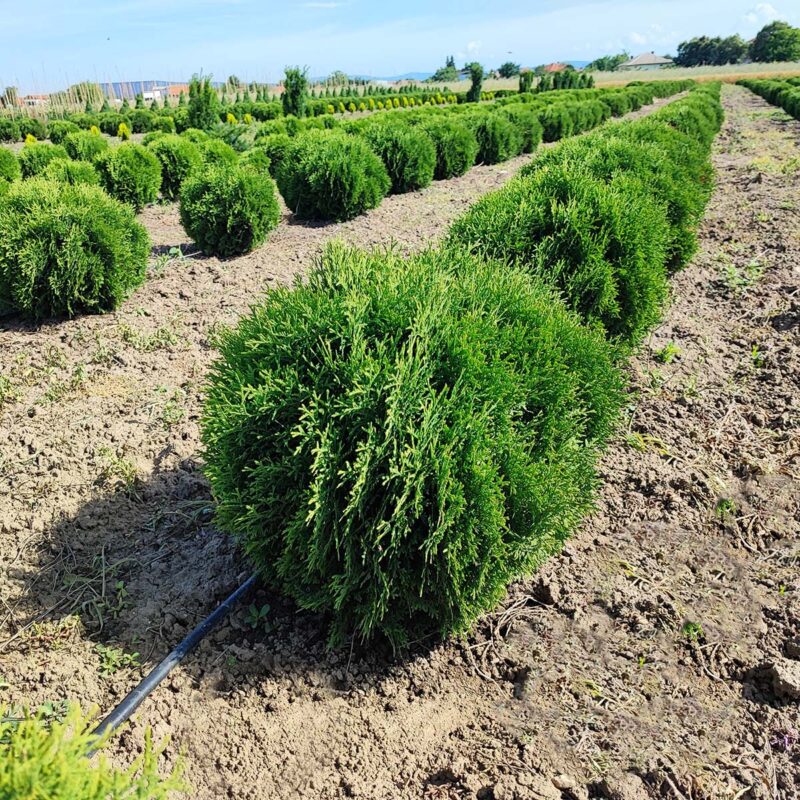 thuja-occidentalis-tiny-tim