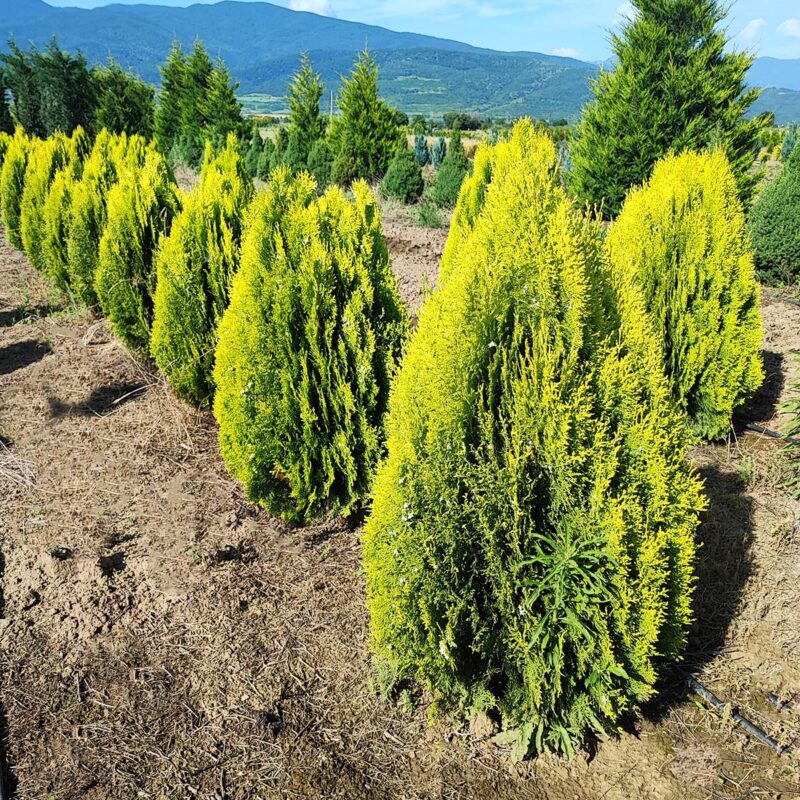 thuja-orientalis-aurea-nana