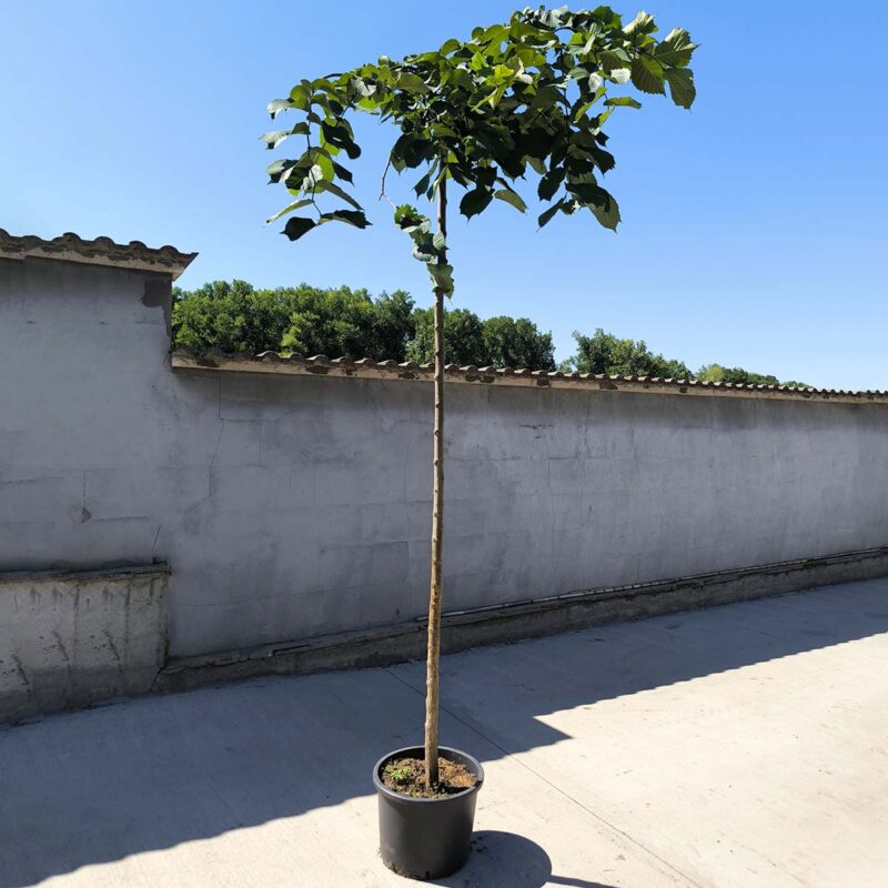 ulmus-glabra-pendula