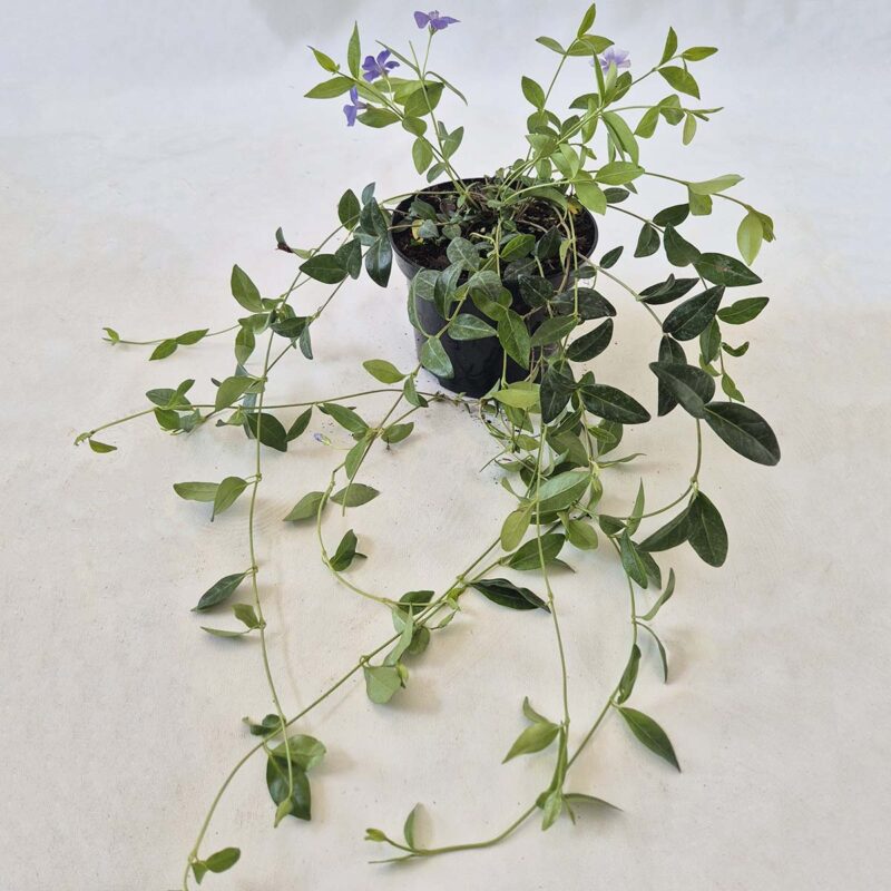vinca-minor