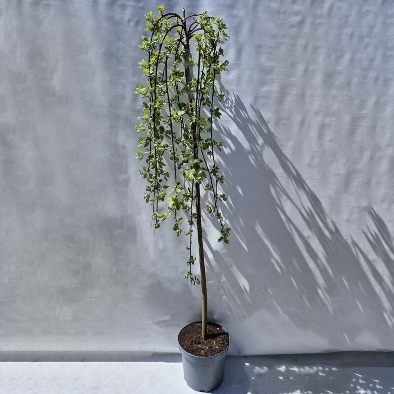 salix-caprea-kilmarnock
