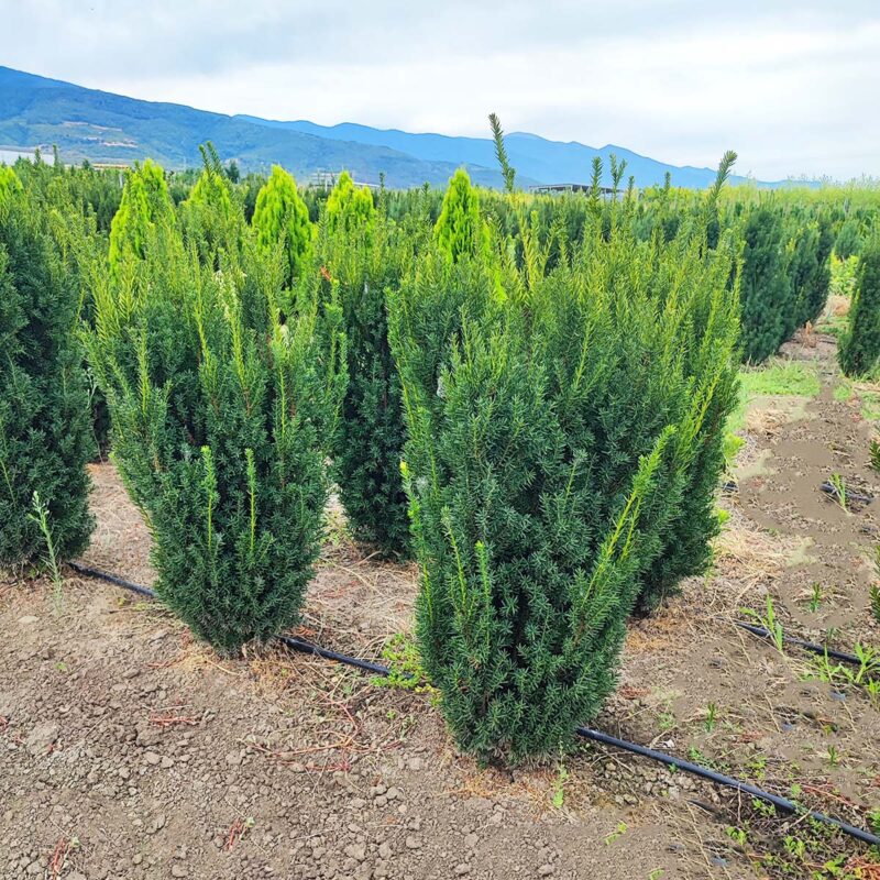taxus-media-hillii