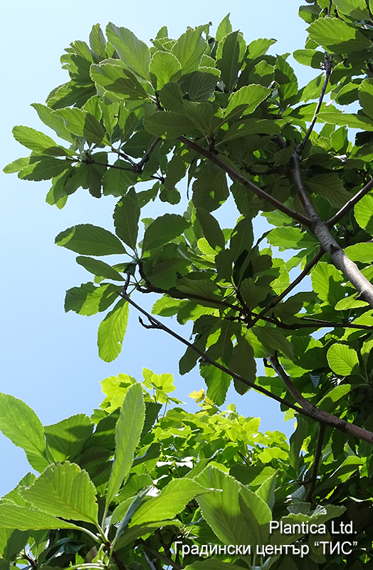 Sorbus_aria_'Magnifica'