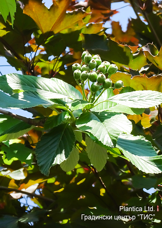 Sorbus_aria_'Magnifica'