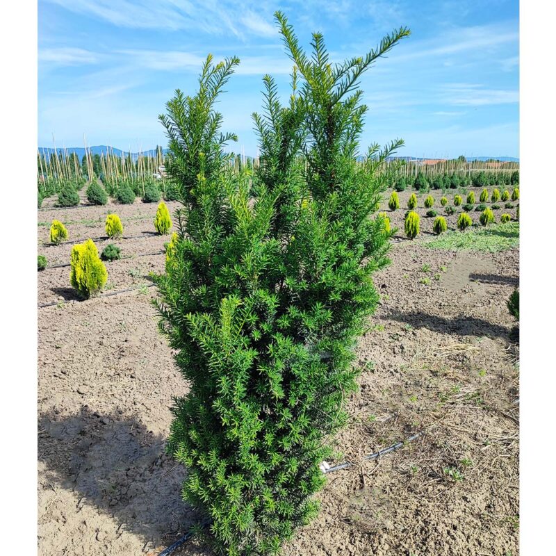 taxus-media-hicksii