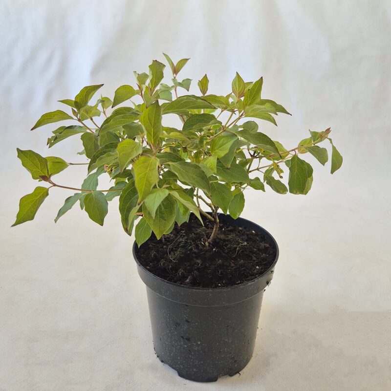 cornus-sanguinea-midwinter-fire