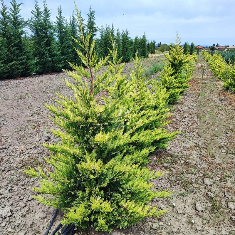 cupressocyparis-leylandii-goldrider