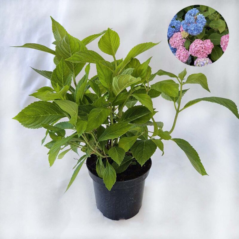 hydrangea-macrophylla-nikko-blue