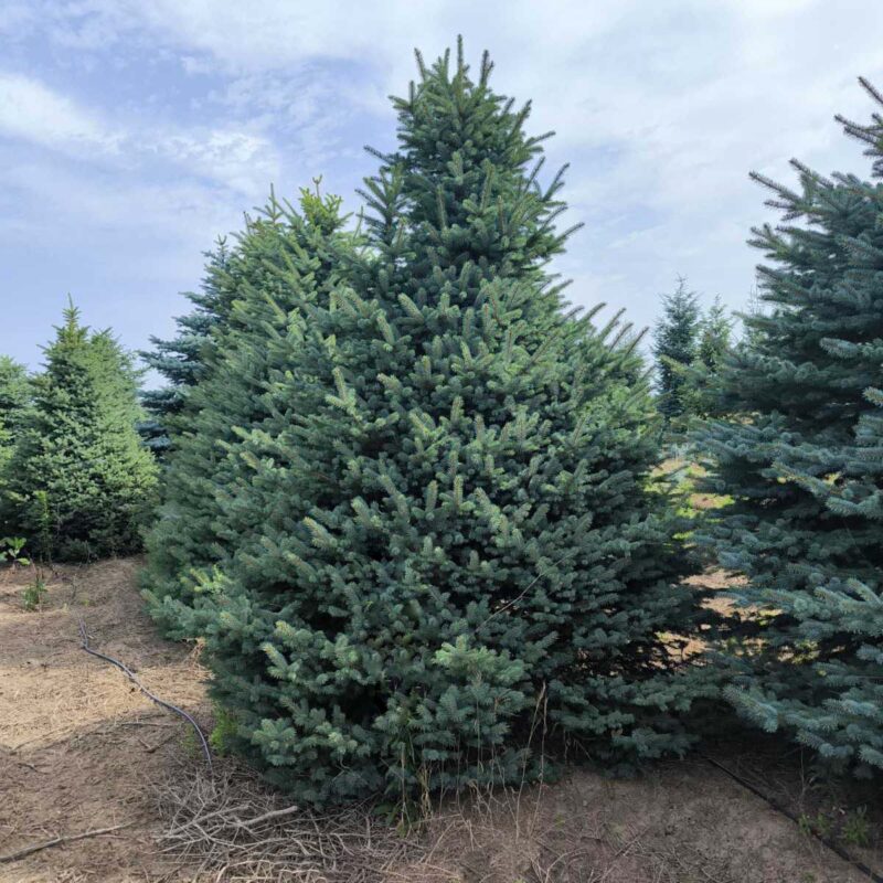 picea-pungens