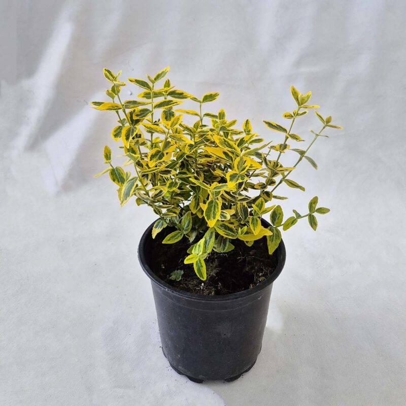 euonymus-fortunei-emerald-n-gold