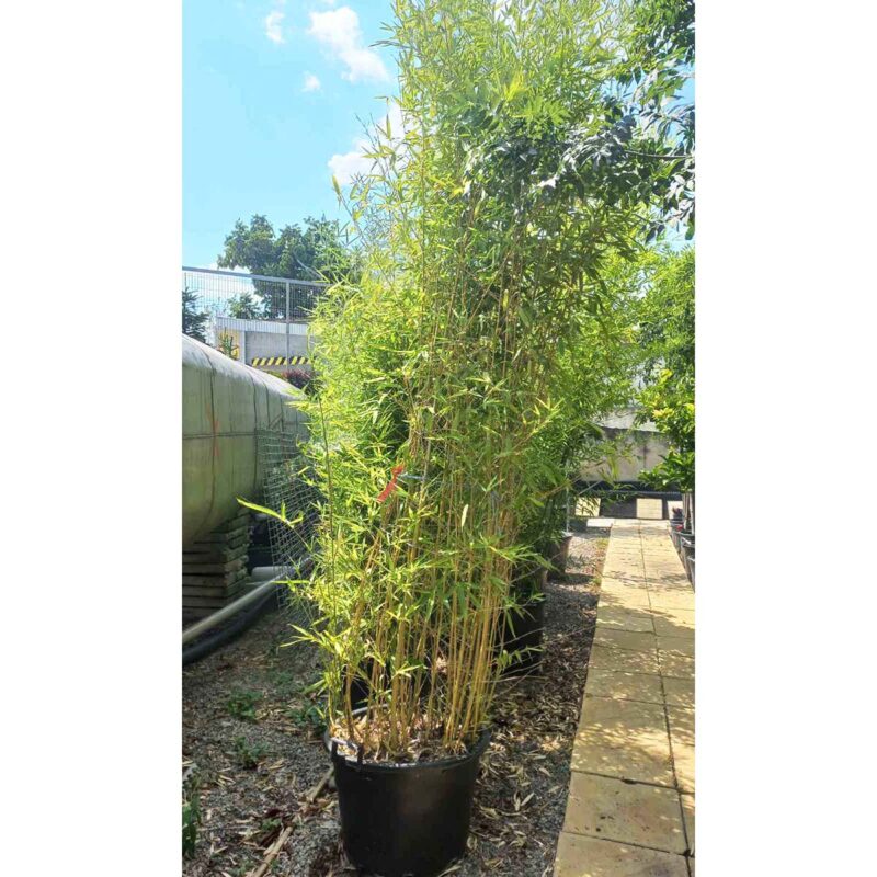 phyllostachys-aurea