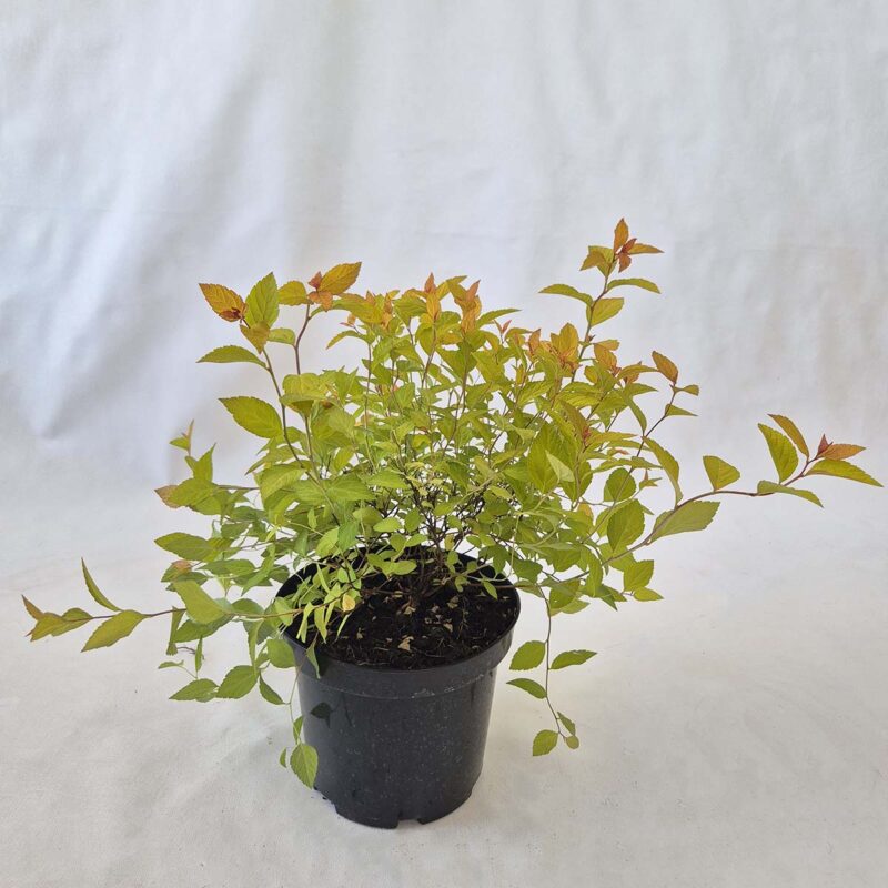spiraea-japonica-golden-princess