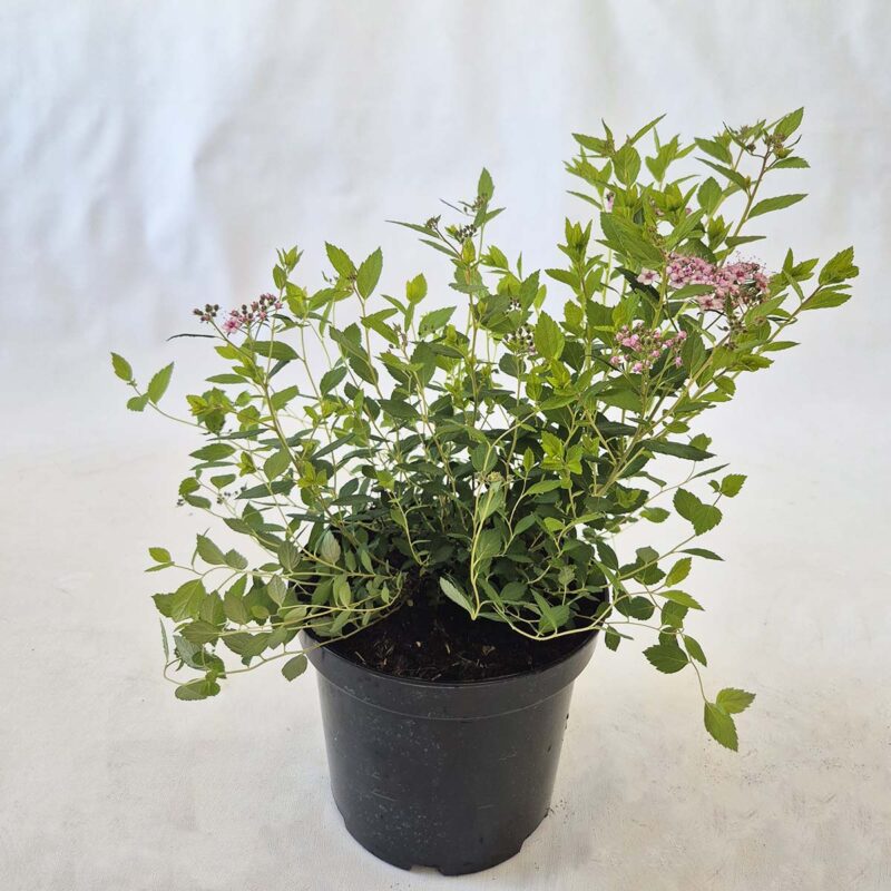 spirea-japonica-little-princess