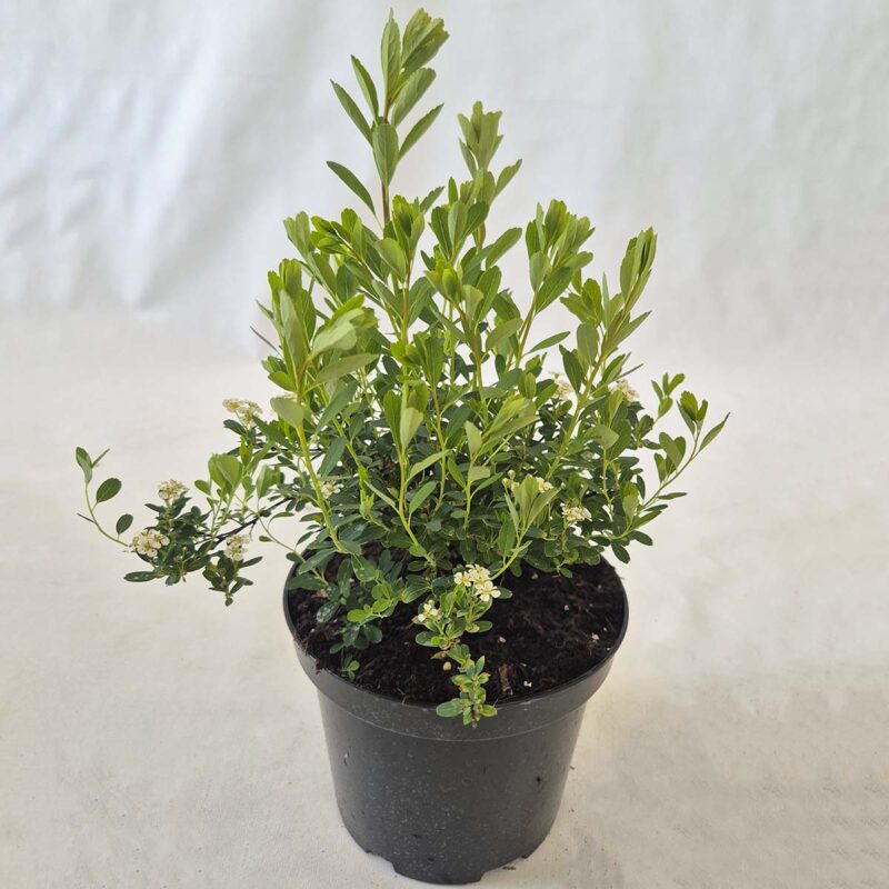 spiraea-nipponica-snowmound