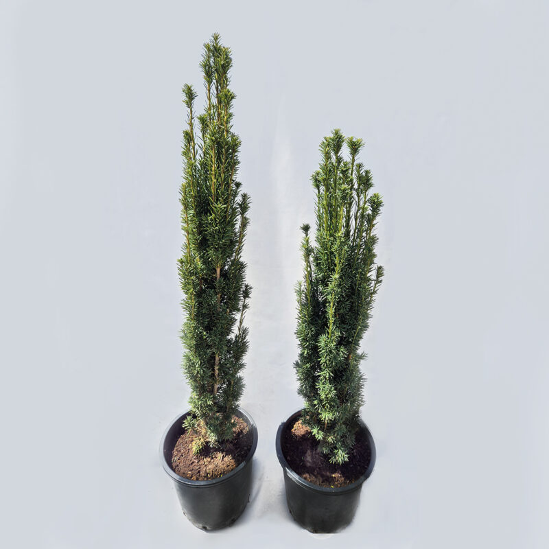 taxus-media-fastigiata-robusta