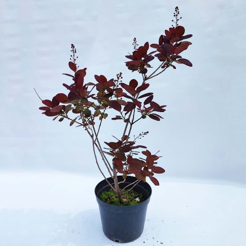 Cotinus coggygria 'Royal Purple'