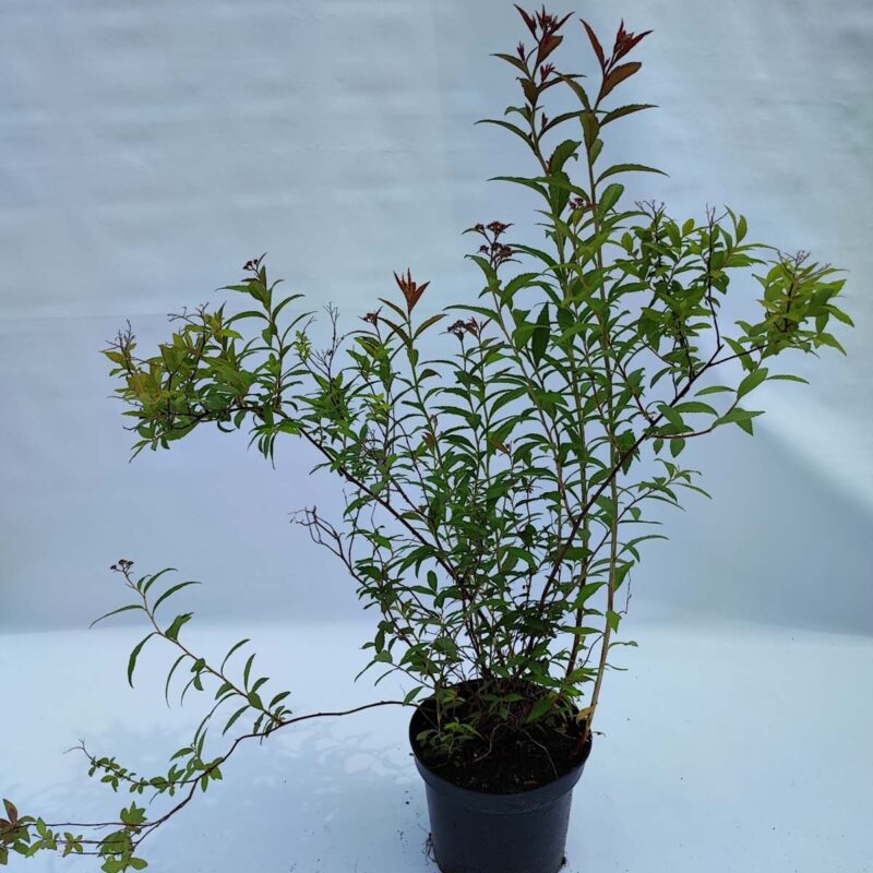 Spiraea japonica 'Anthony Waterer'