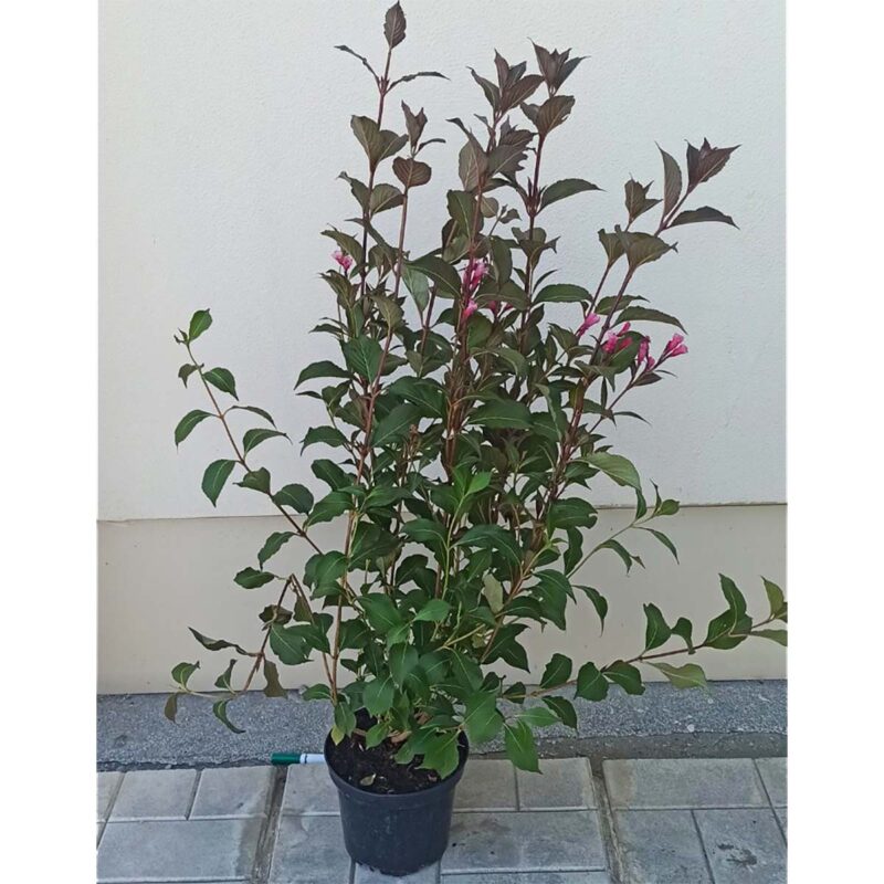 Weigela florida 'Victoria'