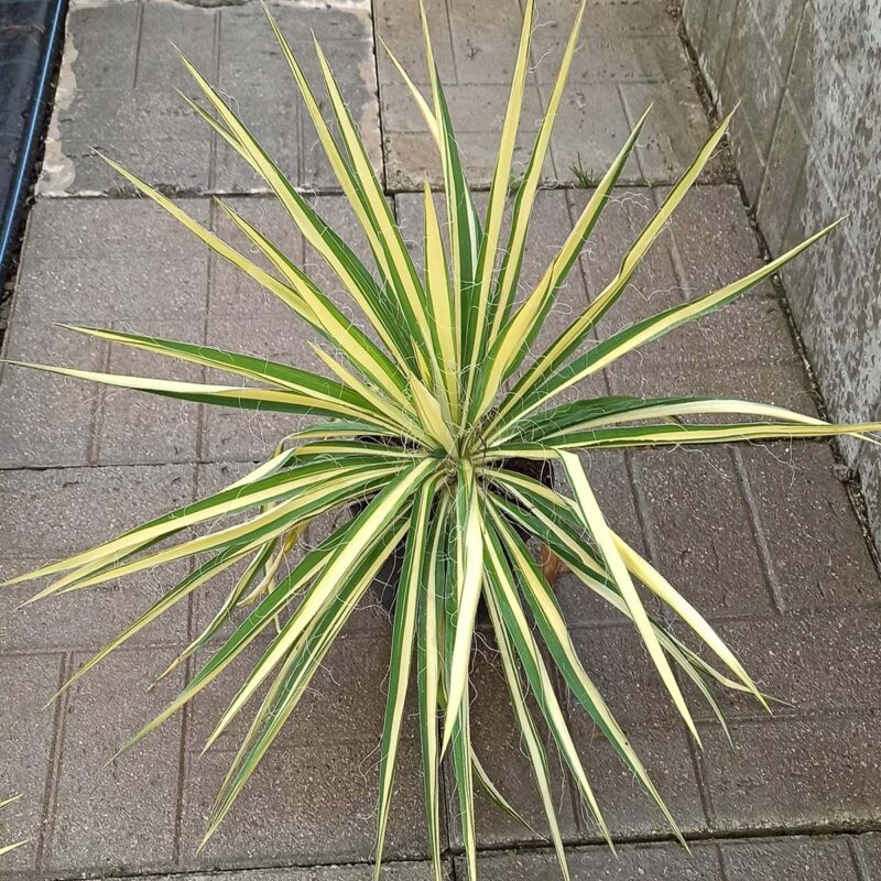 yucca-filamentosa-color-guard
