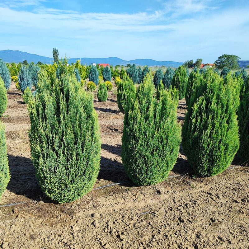 chamaecyparis-lawsoniana-ellwoods-gold