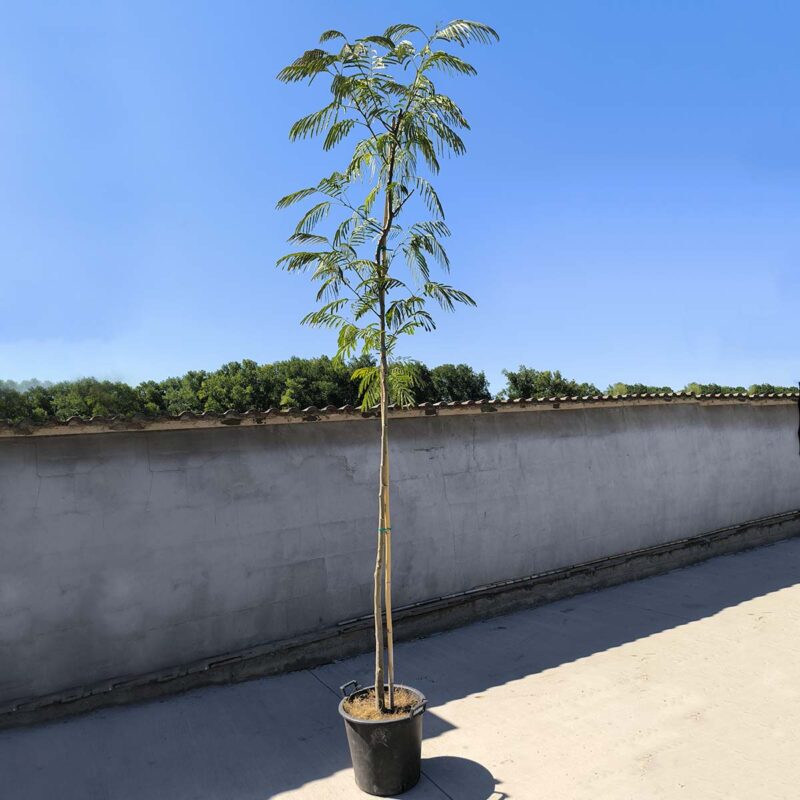 albizia-julibrissin