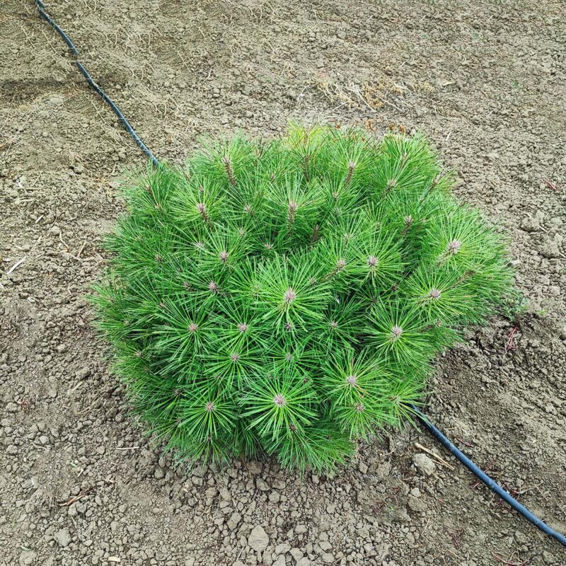pinus-densiflora-low-glow