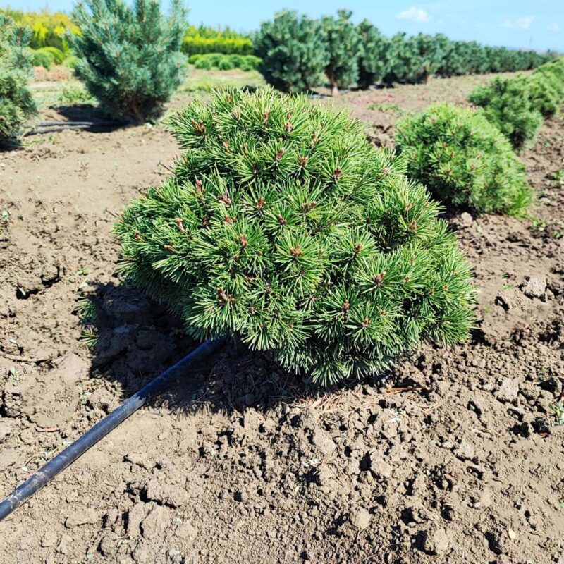 pinus-mugo-mops
