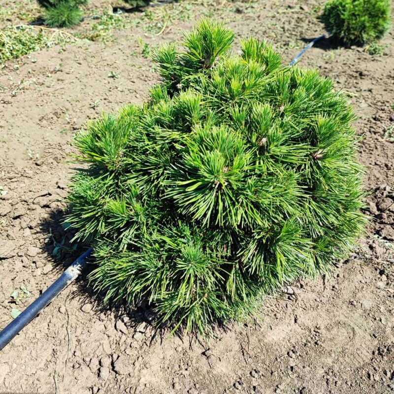 pinus-mugo-varella