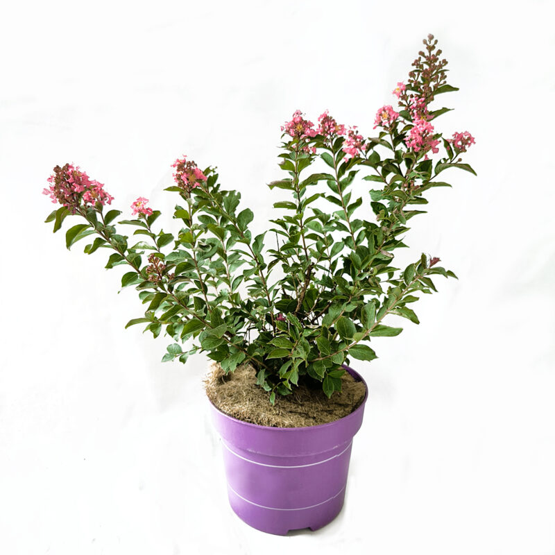 Lagerstroemia indica 'Coral Magic'®