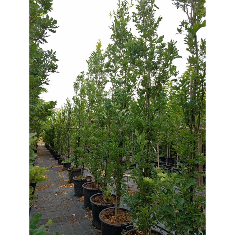 quercus-bimundorum-crimschmidt