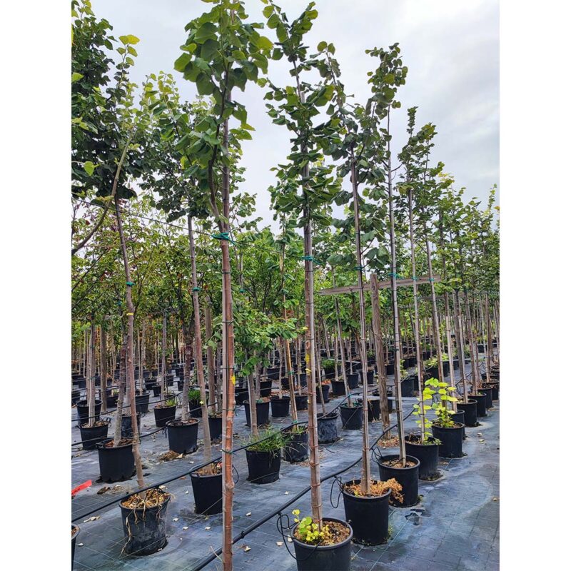 tilia-europaea-pallida