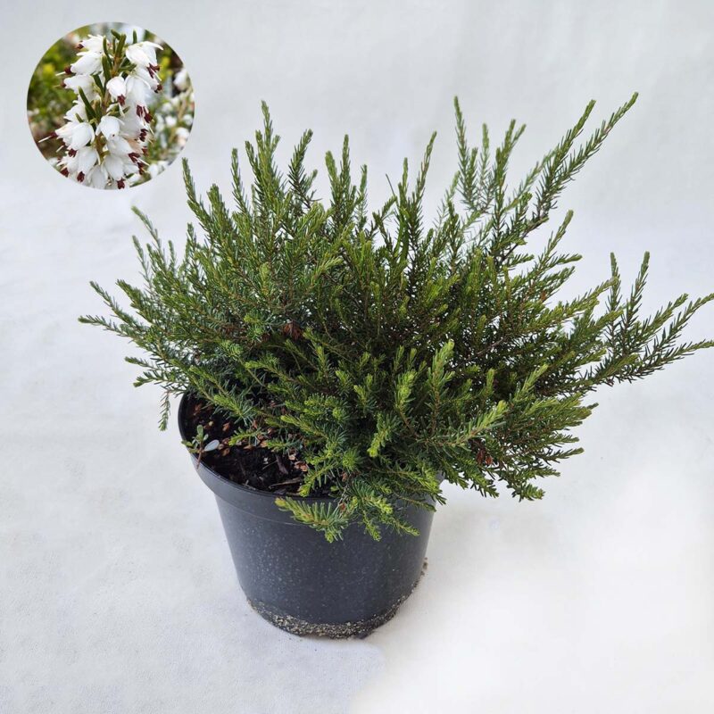 erica-darleyensis-white-perfection