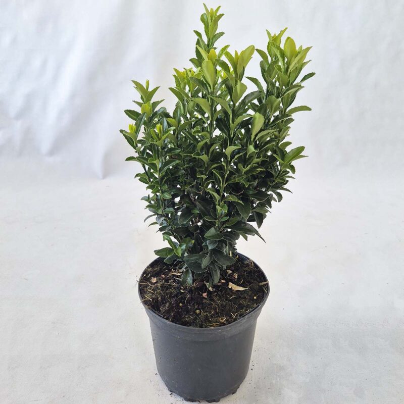 euonymus-japonicus-green-spire