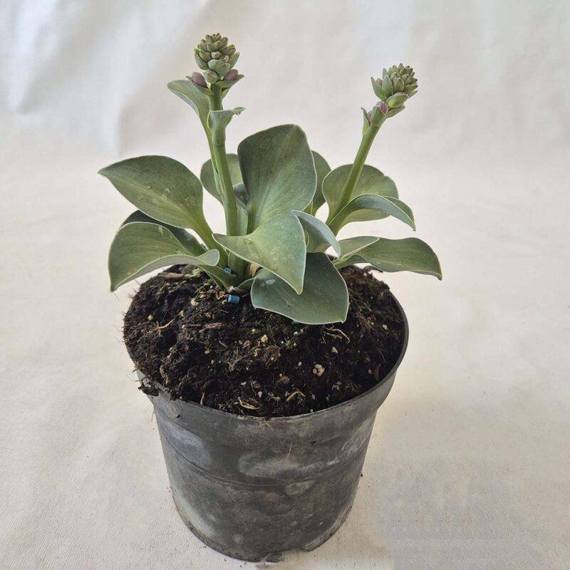 hosta-blue-mouse-ears