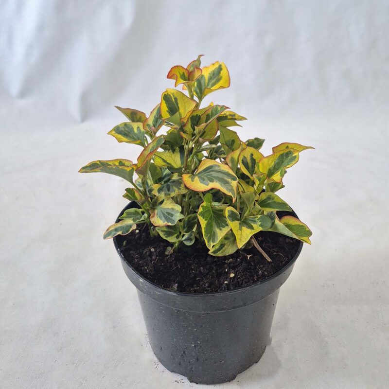 houttuynia-cordata-chameleon